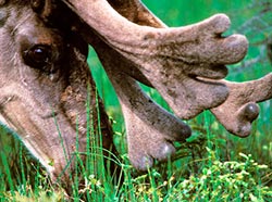 Caribou were recently reintroduced to the Kenai Peninsula