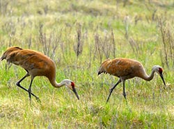 Sandhill cranes forage among the grassesbrcopyJim Williams