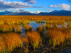 Cottonwood Creek wetland