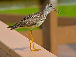 Yellowlegs at Potter Marsh