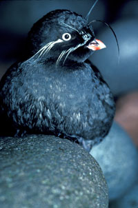 Whiskered auklet