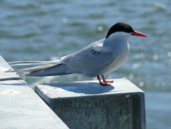 Arctic tern