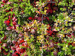 Tundras fall colors