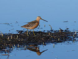 Longbilled dowitcher