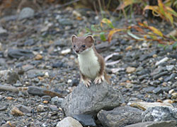 Shorttailed weasel