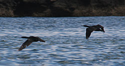 Cormorants passing low over calm waters