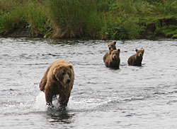 Three little bears get a fishing lesson from mom