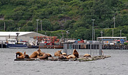 Steller sea lions lounging at the boat harbor downtown
