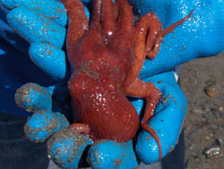 Tidepools may contain surprises like this tiny octopus
