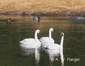 photo of Big Salt Lake area wildlife