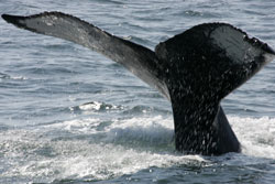 A humpback whale fluke
